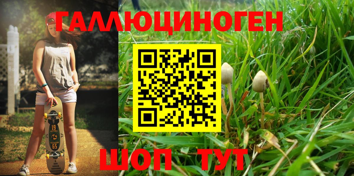 Псилоцибиновые грибы Psilocybine cubensis Карталы